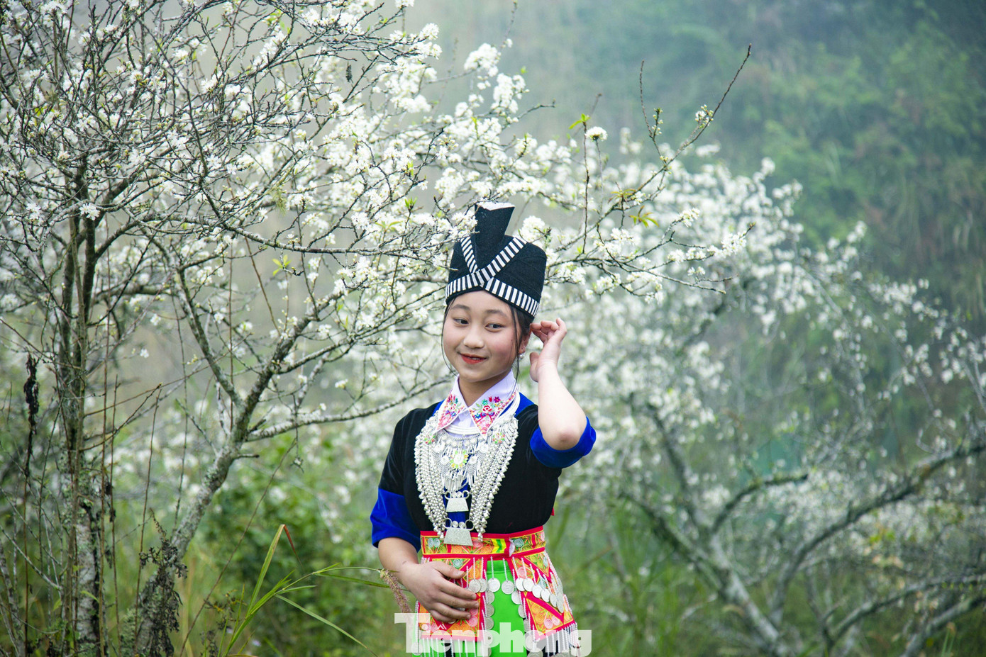 Thiếu nữ làm duyên bên những chùm hoa mận trắng muốt.