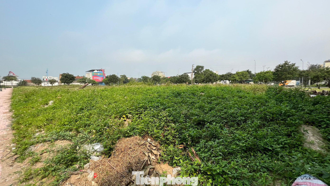 Khu đất xây dựng các hạng mục chung cư, sân đường nội bộ vẫn còn bỏ trống, cỏ dại mọc ùm tùm.