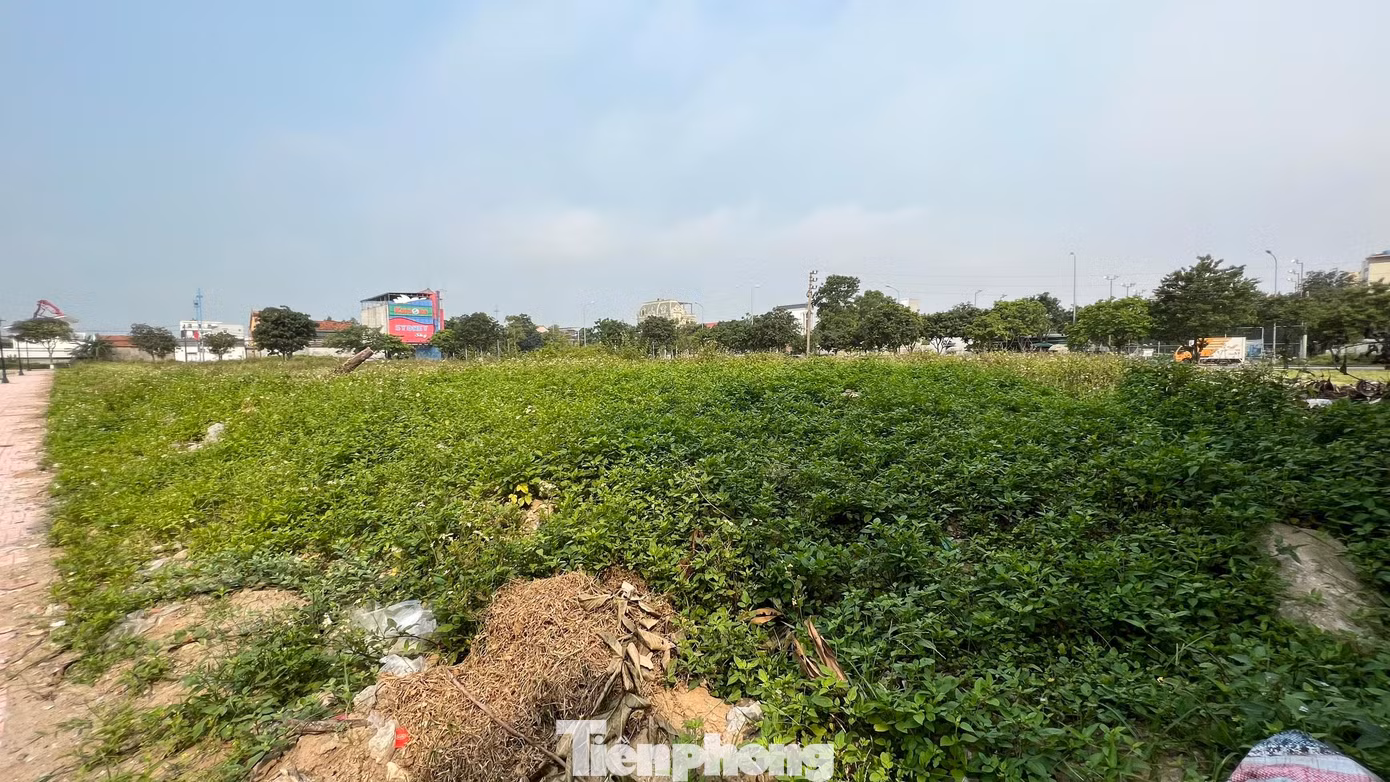 Khu đất xây dựng các hạng mục chung cư, sân đường nội bộ vẫn còn bỏ trống, cỏ dại mọc ùm tùm.