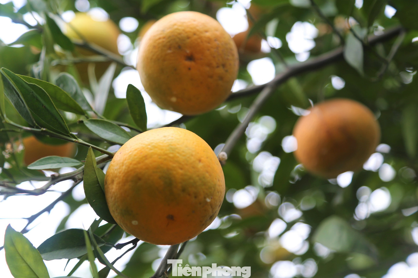 Với hương vị thơm ngon đặc trưng cùng sản lượng khan hiếm, giá cam tiến vua năm nay vào mùa thu hoạch lên đến 70.000-80.000 đồng/quả và luôn trong tình trạng "cháy hàng", nhất là vào sát Tết.