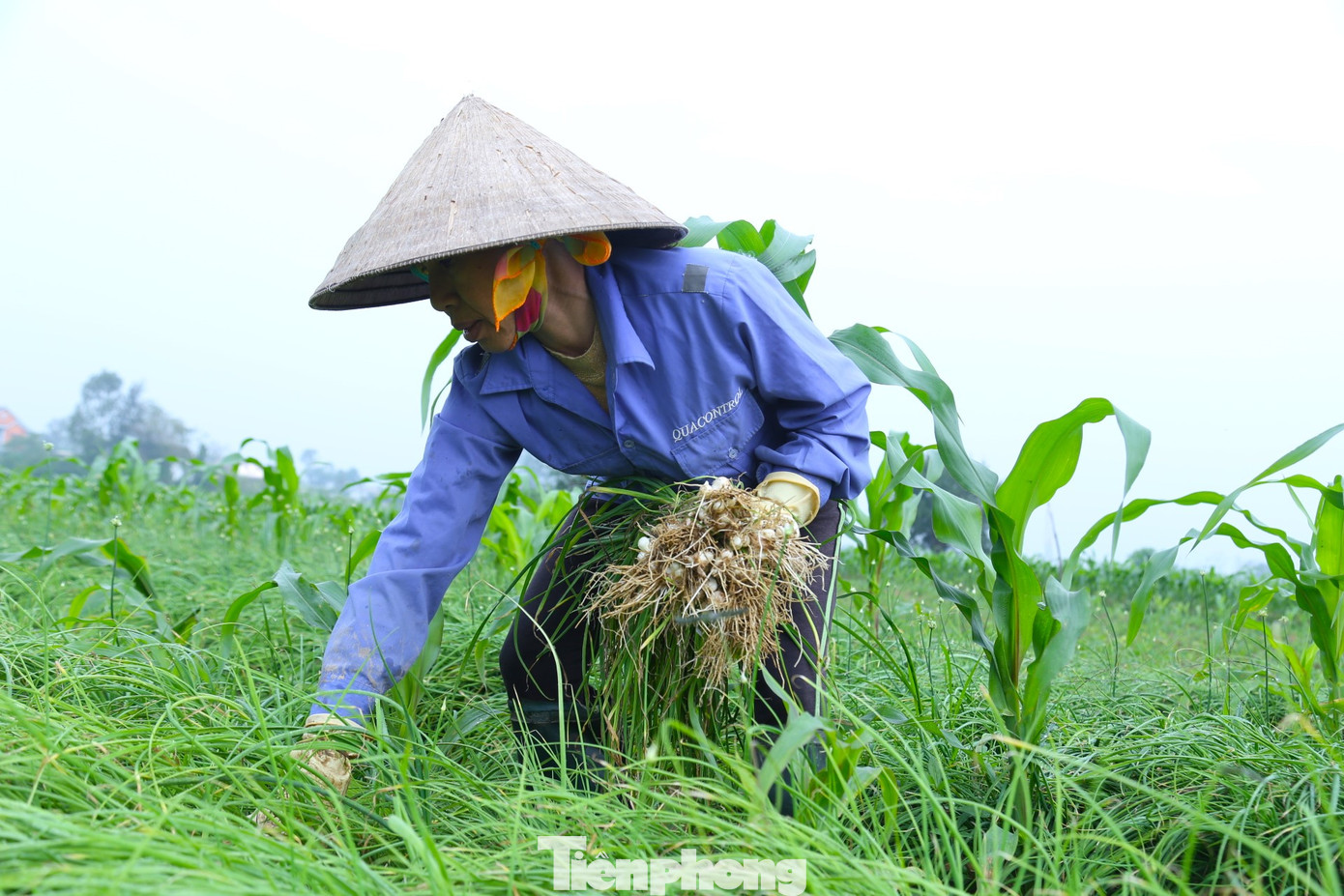 “Giá hành tăm các năm trước dao động từ 20.000 - 30.000 đồng là cao nhất, chính vụ hành rớt giá chỉ còn 10.000 - 15.000 đồng/kg và khó tiêu thụ. Năm nay, giá hành cao hơn, lại dễ bán hơn”, bà Nguyệt chia sẻ. “Giá hành tăm các năm trước dao động từ 20.000 - 30.000 đồng là cao nhất, chính vụ hành rớt giá chỉ còn 10.000 - 15.000 đồng/kg và khó tiêu thụ. Năm nay, giá hành cao hơn, lại dễ bán hơn”, bà Nguyệt chia sẻ.