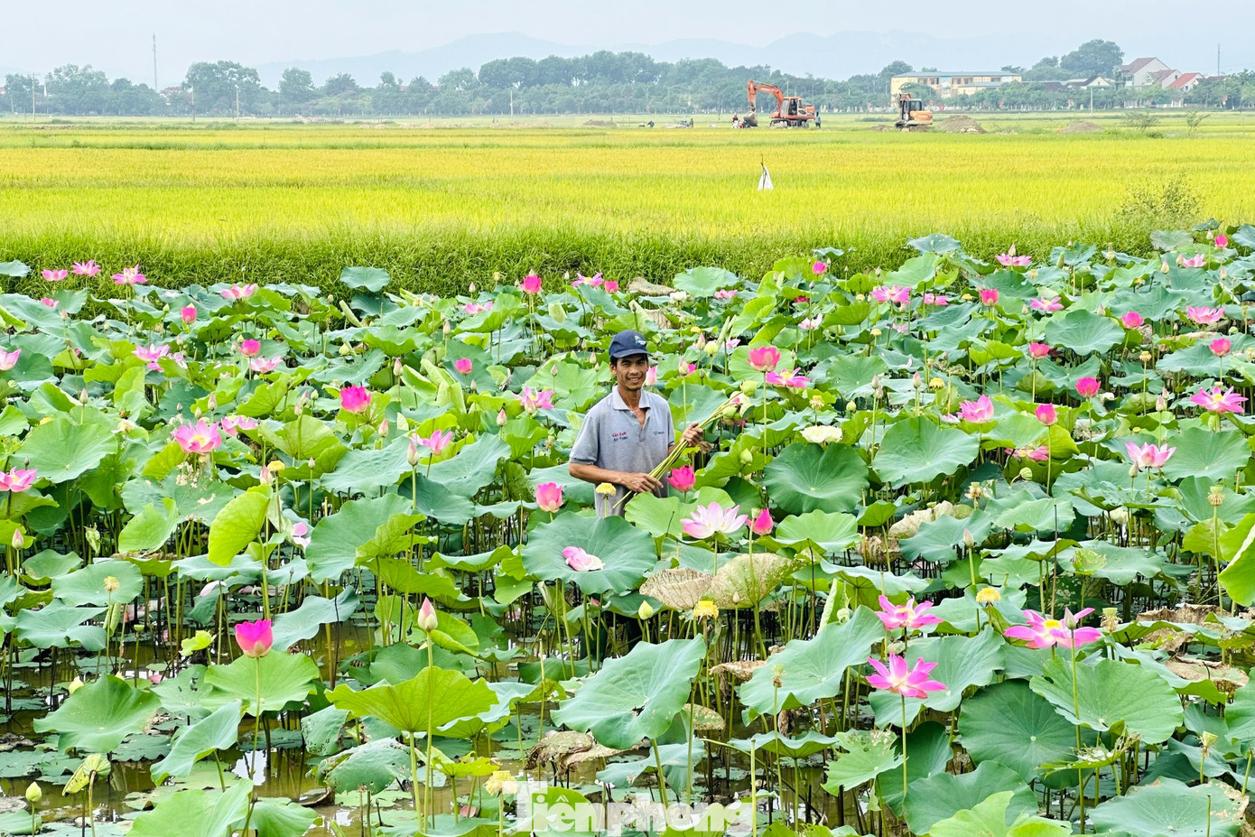 Những năm gần đây, để bảo tồn và nhân giống sen, chính quyền và nhân dân địa phương đã tập trung mở rộng diện tích trồng mới. Nhiều diện tích trồng lúa kém hiệu quả cũng được chuyển sang trồng cây sen.