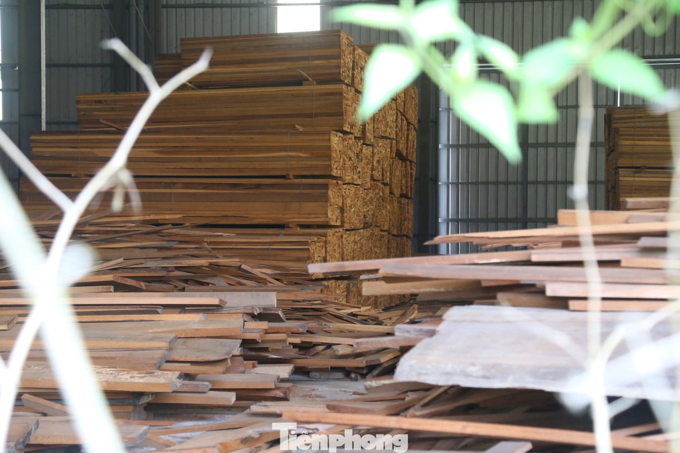 Bên trong nhà xưởng là nơi tập kết nhiều khối gỗ. Ngoài gỗ tạp, còn có nhiều tấm gỗ đã được cắt xẻ thành ván.