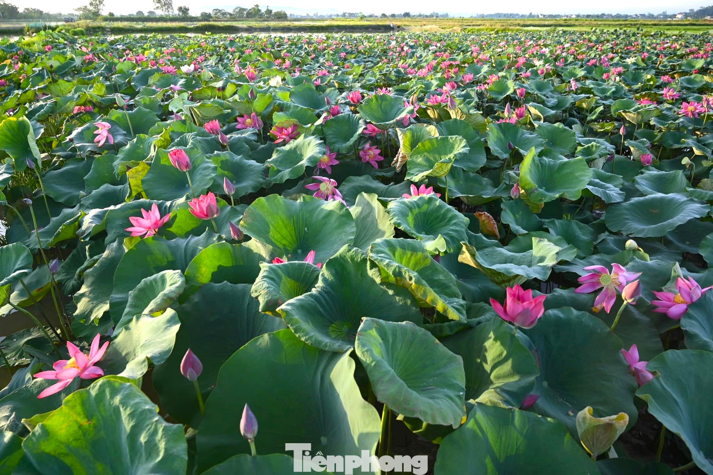 Tháng 5, về thăm quê Bác nhân dịp kỷ niệm 134 năm sinh nhật của Người, du khách sẽ được cảm nhận vẻ đẹp của những đầm sen mùa trổ bông khoe sắc, thơm ngát.