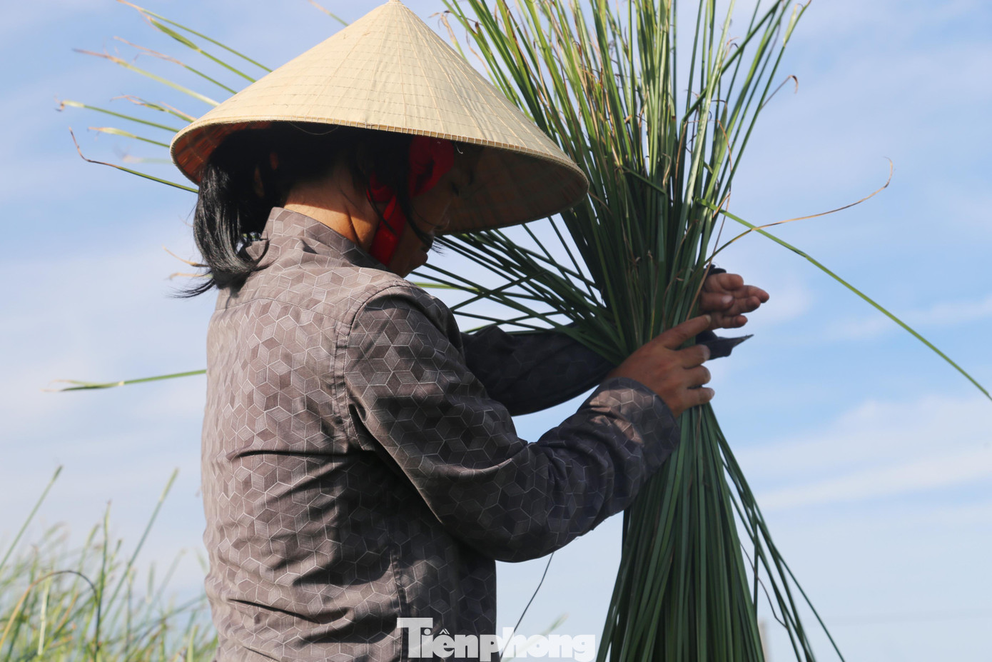 “Cây cói dễ sống, không cần nhiều công chăm sóc và cho thu hoạch hàng năm trong thời gian dài mà không phải trồng lại mới. Công việc này không mất chi phí đầu tư, chỉ mất sức thôi nhưng phải chịu khó. Cói thành phẩm phải đảm bảo đủ khô nhưng sợi cói không bị giòn, màu sắc tươi sáng”, bà Hương nói.