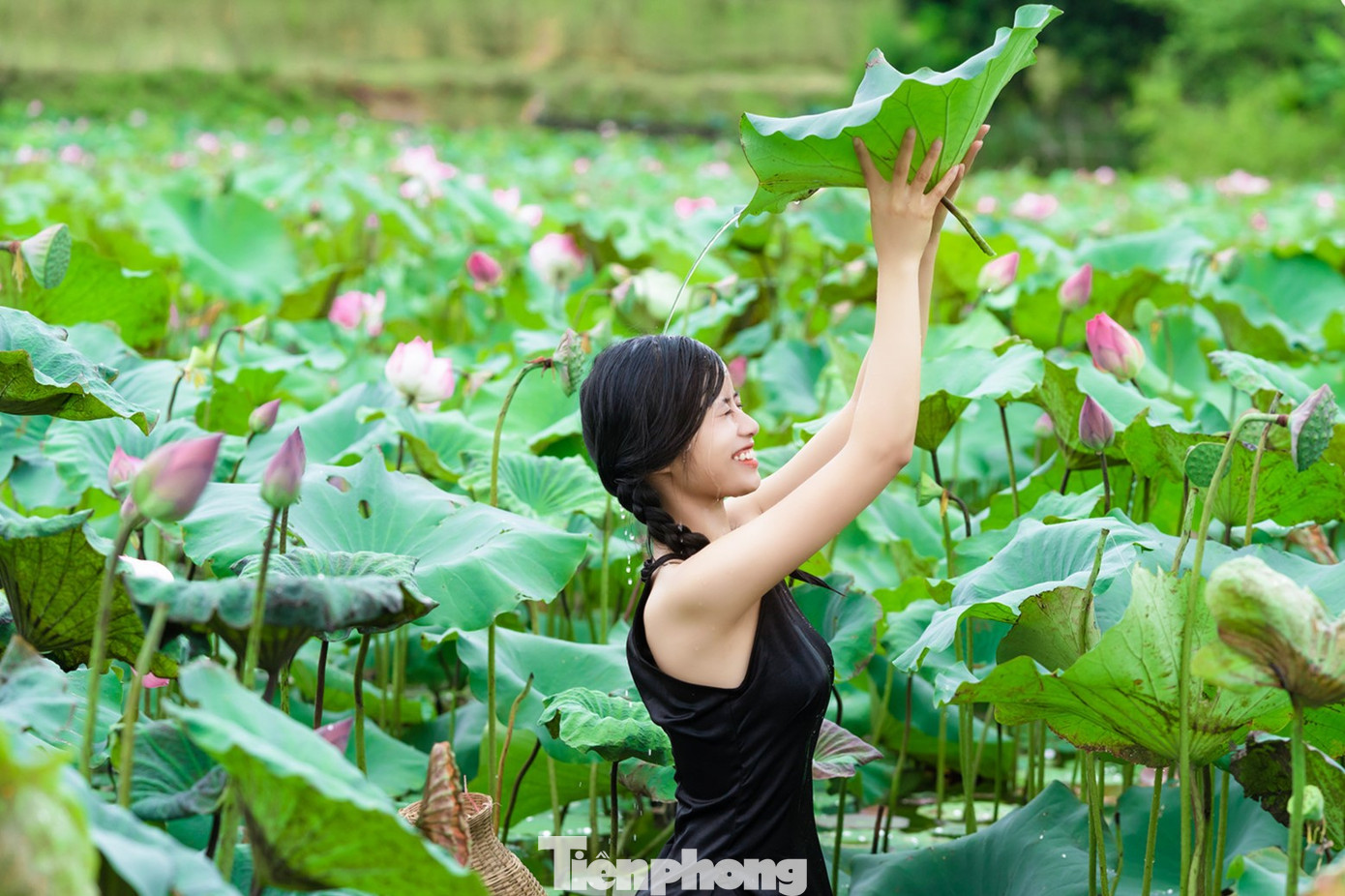 Ảnh sen không cần tạo dáng quá cầu kỳ, chỉ cần thả hồn cùng hương thơm, cảnh vật là đã có được những tấm ảnh đẹp.