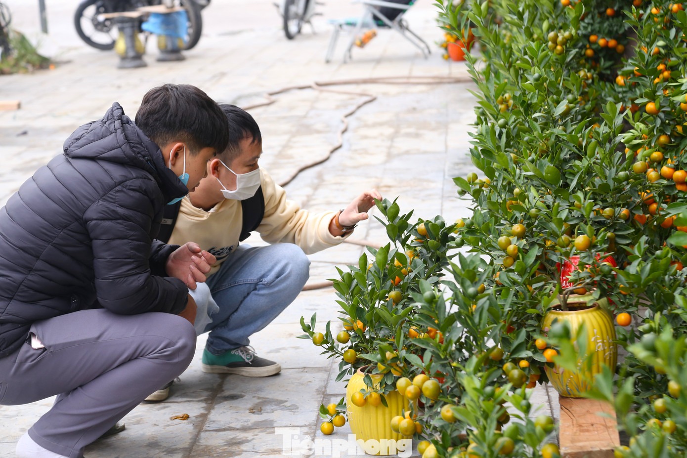 Một cây quất đẹp phải xem thế cây, có đầy đủ lộc, nụ, hoa, quả chín và quả còn xanh. Trong ảnh, người dân chọn mua quất.