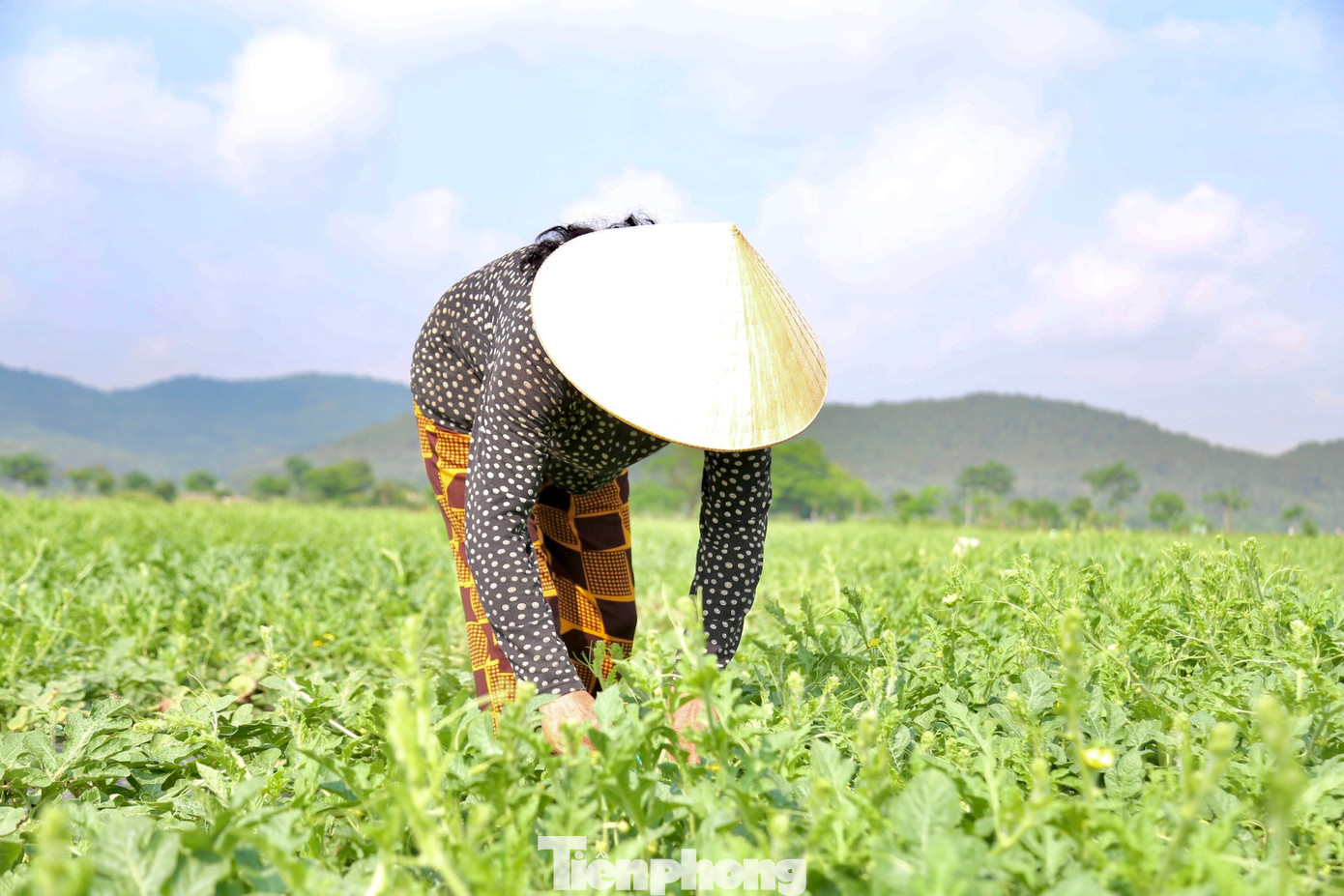 Bà Yến (SN 1965) đội nón lá, bịt kín mặt để tránh nắng nóng khi thu hoạch dưa.