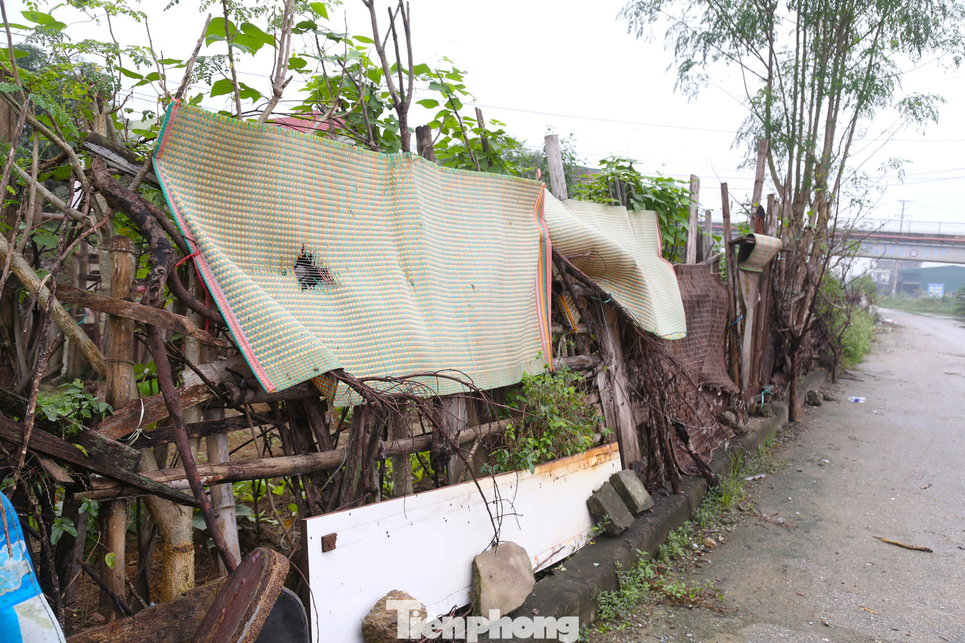 Giữa lòng đường Lê Ninh, người dân tự ý rào chắn để trồng rau.