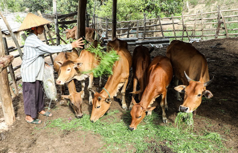 Bà con đồng bào Mông ở Nghệ An thoát nghèo nhờ mô hình chăn nuôi gia súc