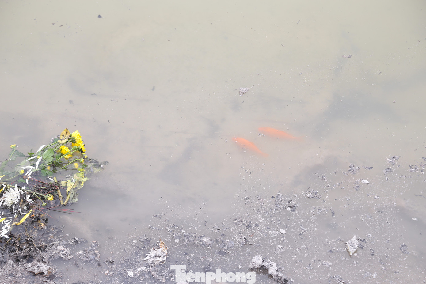 Nhiều người sau khi thả cá đã thả tro hương, đồ thờ xuống sông gây ô nhiễm môi trường. Không ít cá chép bị mắc kẹt khi người dân phóng sinh.