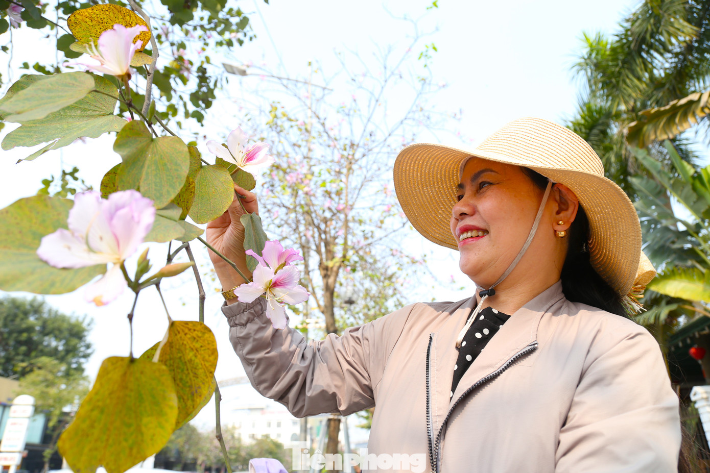 Hoa ban nở rộ suốt tháng Ba, kéo dài đến hết tháng Tư. Thời điểm này cây trút hết lá, trên thân chỉ còn những khóm hoa trắng.