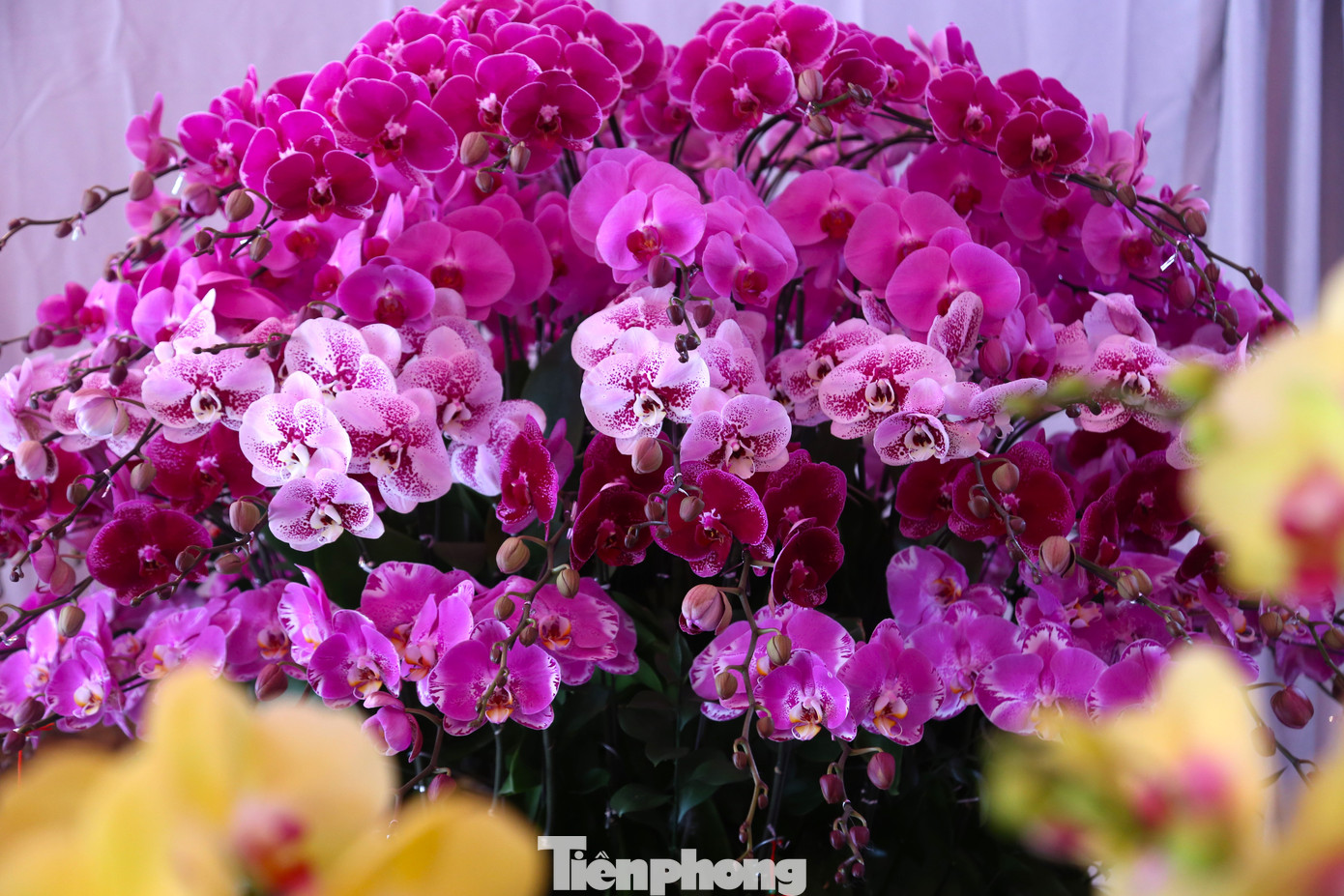 Giá trị những bình lan có thể lên tới hàng chục triệu, thậm chí cả trăm triệu đồng. Bởi vậy yêu cầu về vẻ đẹp, sự độc đáo, hài hòa lại càng cao. Giá trị những bình lan có thể lên tới hàng chục triệu, thậm chí cả trăm triệu đồng. Bởi vậy yêu cầu về vẻ đẹp, sự độc đáo, hài hòa lại càng cao.