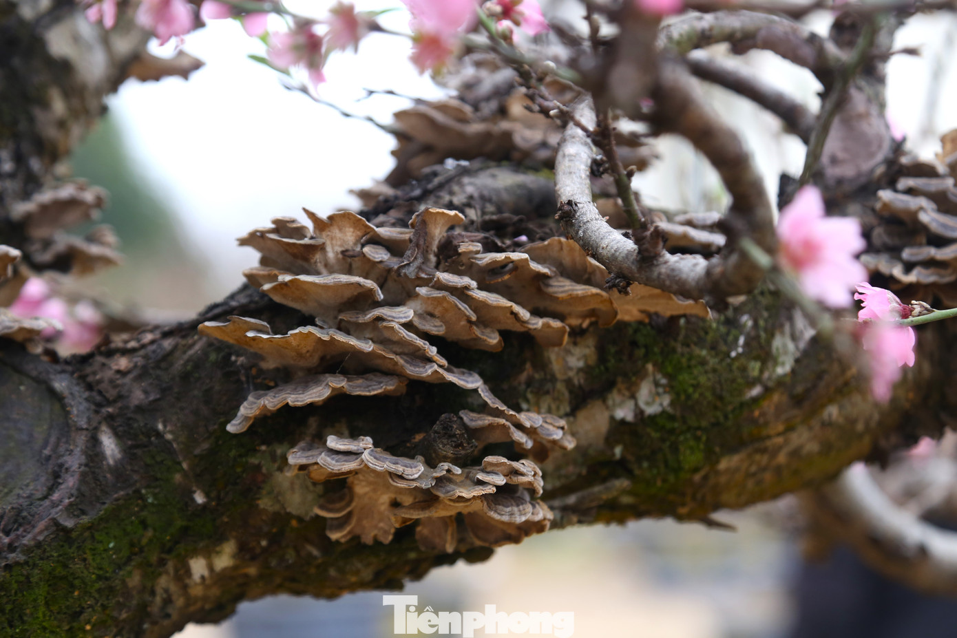 Thảm nấm sinh trưởng ngay trên thân đào khiến nhiều khách thích thú.