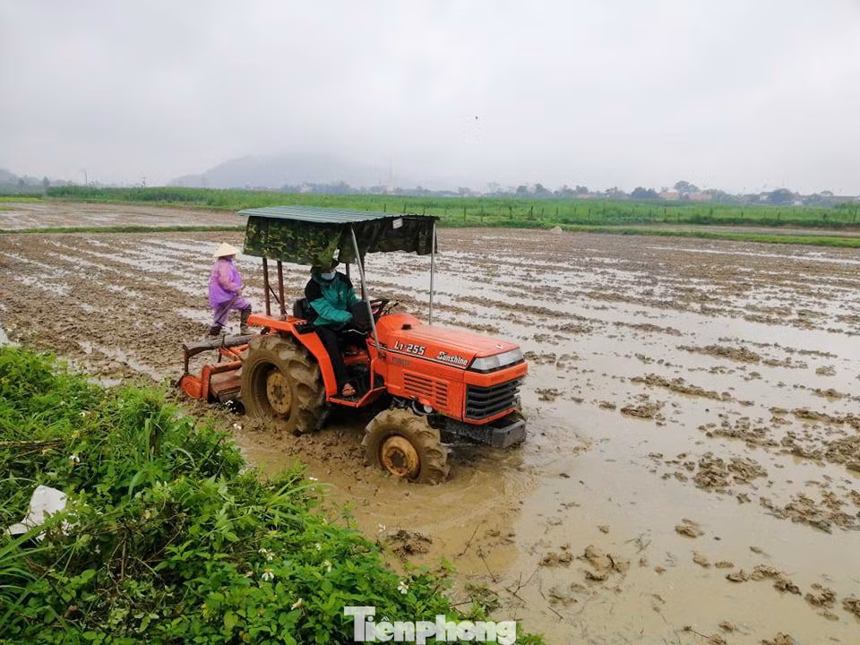 Ghi nhận sáng mùng 6 Tết Nguyên đán, trên các cánh đồng lúa huyện Thanh Chương (Nghệ An), từ sáng sớm đã có rất đông bà con nông dân ra thăm đồng đầu xuân năm mới. Khí thế lao động hối hả hứa hẹn một vụ mùa thắng lợi.