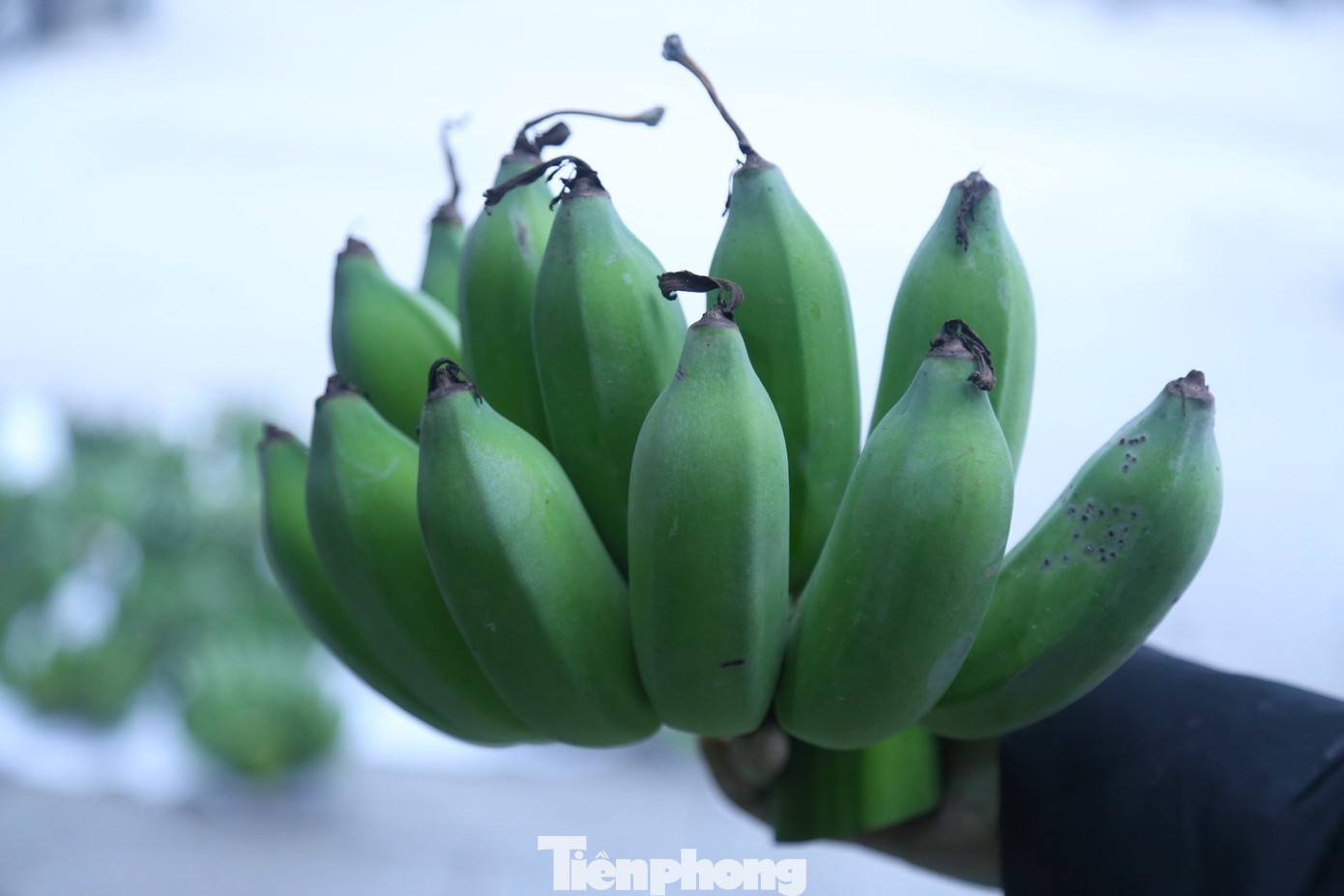 Với chuối thờ cúng, các bà, các chị thường chọn nải có quả đều, đẹp, đứng chuối và quan niệm số quả lẻ thì có lộc hơn.