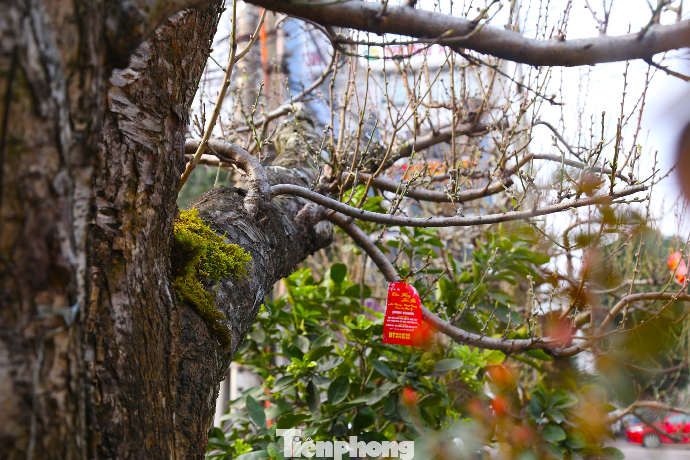 Cận cảnh gốc đào cổ thụ với thân xù xì, rêu bám đầy gốc, mang nét đẹp hoang sơ.