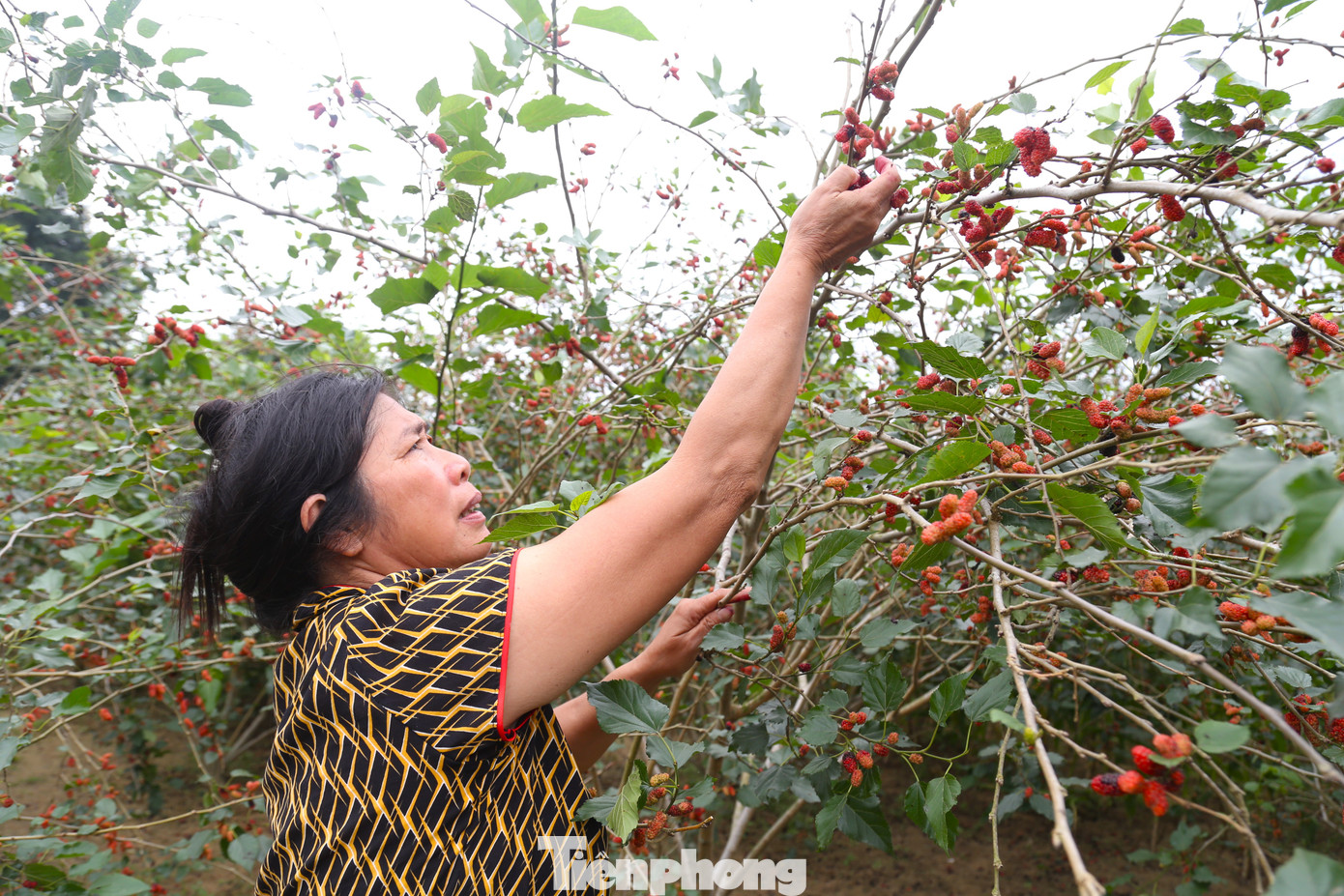 Theo bà Kỷ, dâu tằm nhanh lớn, dễ trồng, dễ chăm sóc, cho giá trị cao hơn nhiều lần so với trồng lúa và các loại hoa màu khác. Nếu đúng chính vụ, người dân có thể kiếm tiền triệu mỗi ngày.