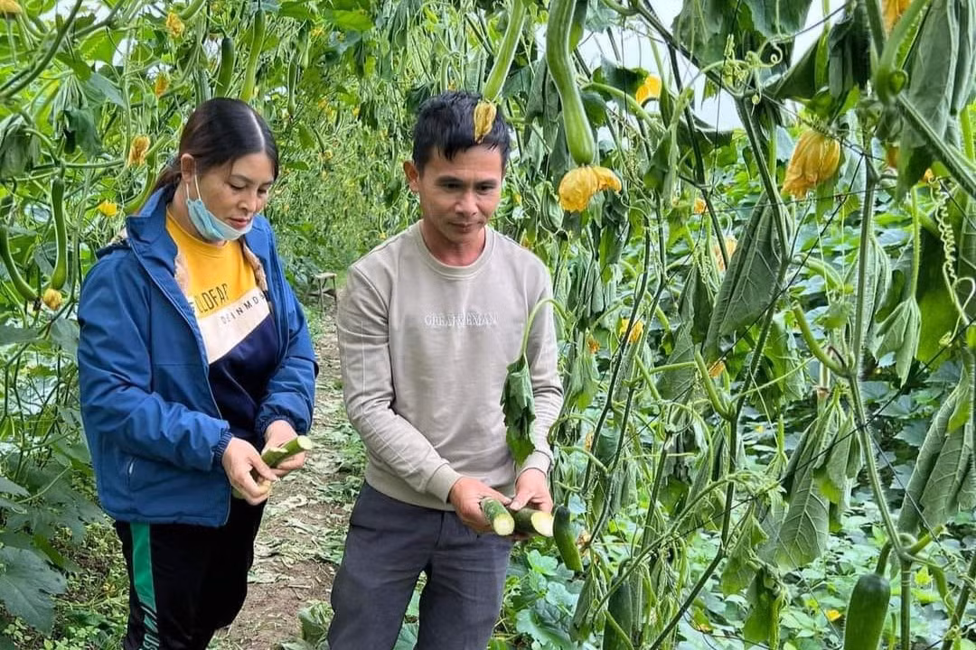Xót xa nhìn ruộng bí sắp thu hoạch bị chặt ngang gốc và héo rũ.