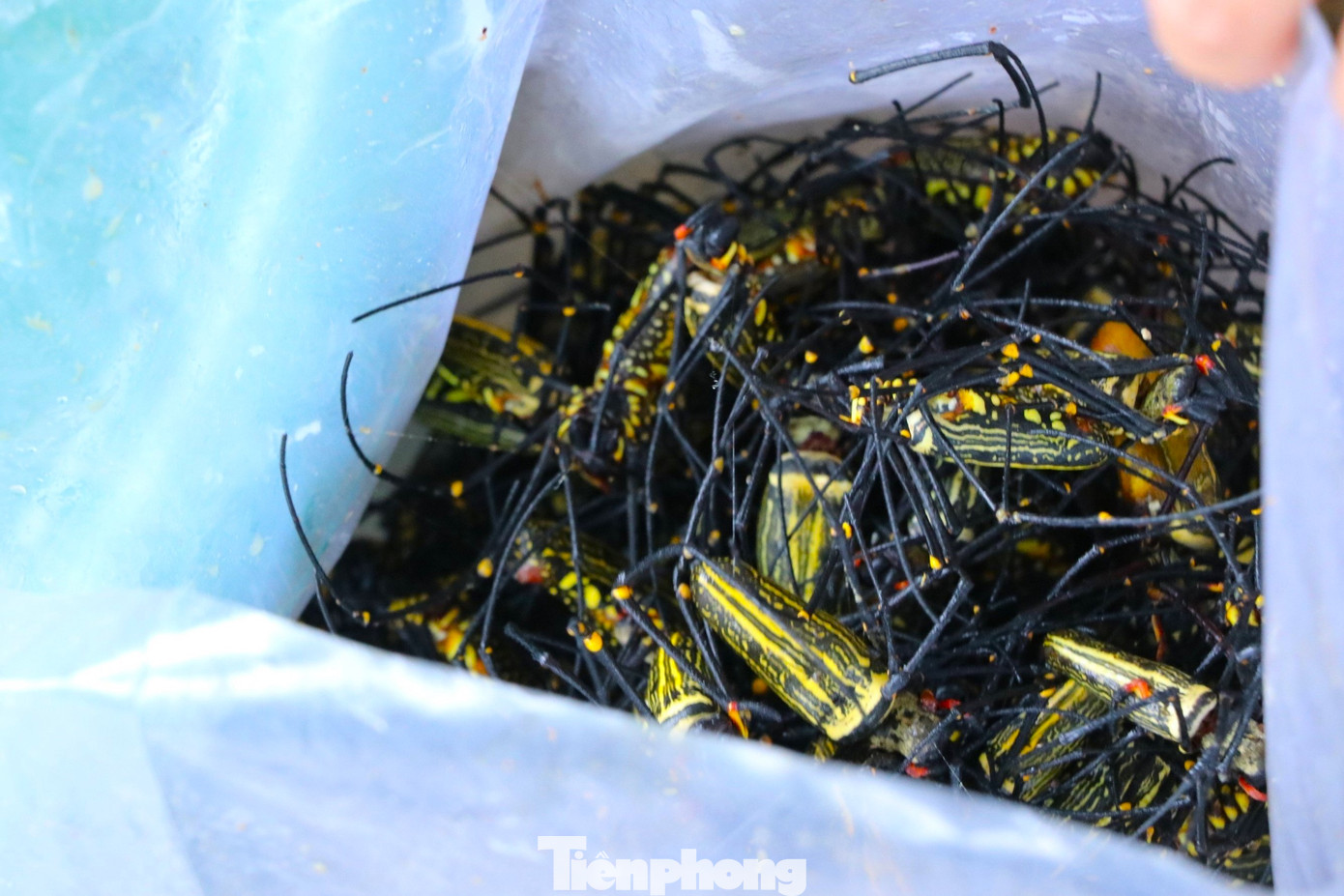 Ba năm trở lại đây, nghề đi săn nhện rừng mang lại nguồn thu nhập đáng kể cho người dân lúc nông nhàn. Ba năm trở lại đây, nghề đi săn nhện rừng mang lại nguồn thu nhập đáng kể cho người dân lúc nông nhàn.