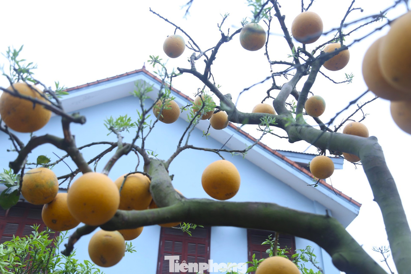 Phải mất nhiều thời gian, anh Phong mới đưa được cây bưởi Diễn thế trực huyền với giá bán 150 triệu đồng về vườn bán Tết. Phải mất nhiều thời gian, anh Phong mới đưa được cây bưởi Diễn thế trực huyền với giá bán 150 triệu đồng về vườn bán Tết.