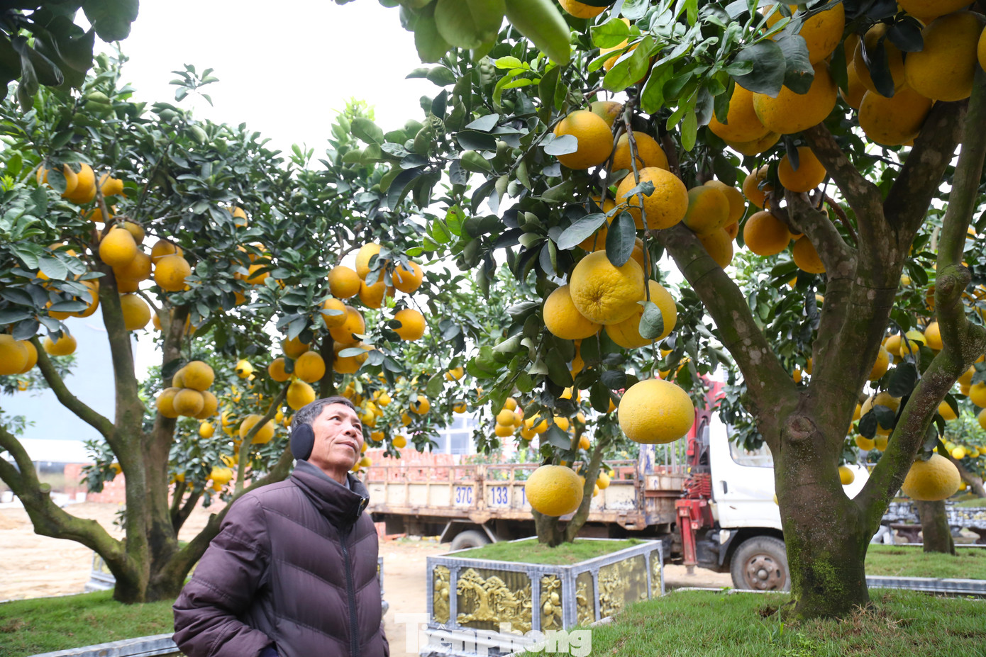 Những gốc bưởi có giá từ vài triệu đồng tới hàng chục triệu đồng, tùy kích cỡ, kiểu dáng, số lượng quả,…