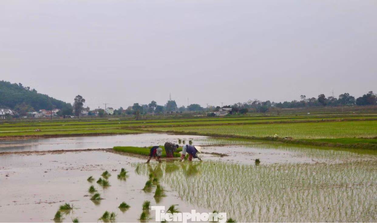 “Bán mặt cho đất, bán lưng cho trời”, vất vả, mệt nhọc nhưng trên gương mặt của những người thợ cấy vẫn nở nụ cười, bởi có công việc là có thêm thu nhập, cái Tết no ấm, đủ đầy hơn.