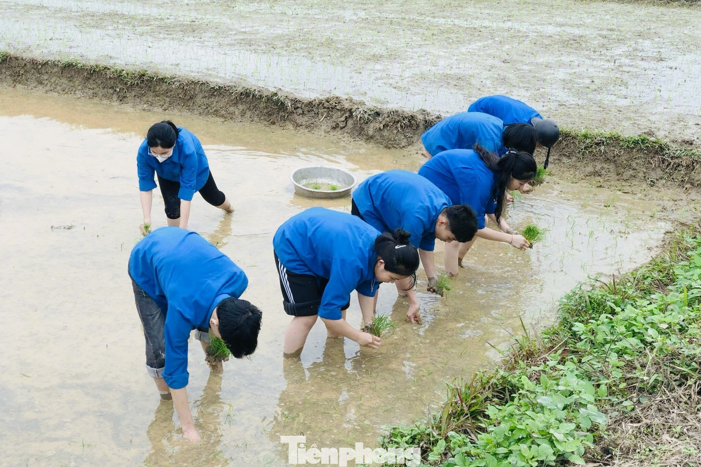 Những bàn tay chẳng ngại bùn đất...