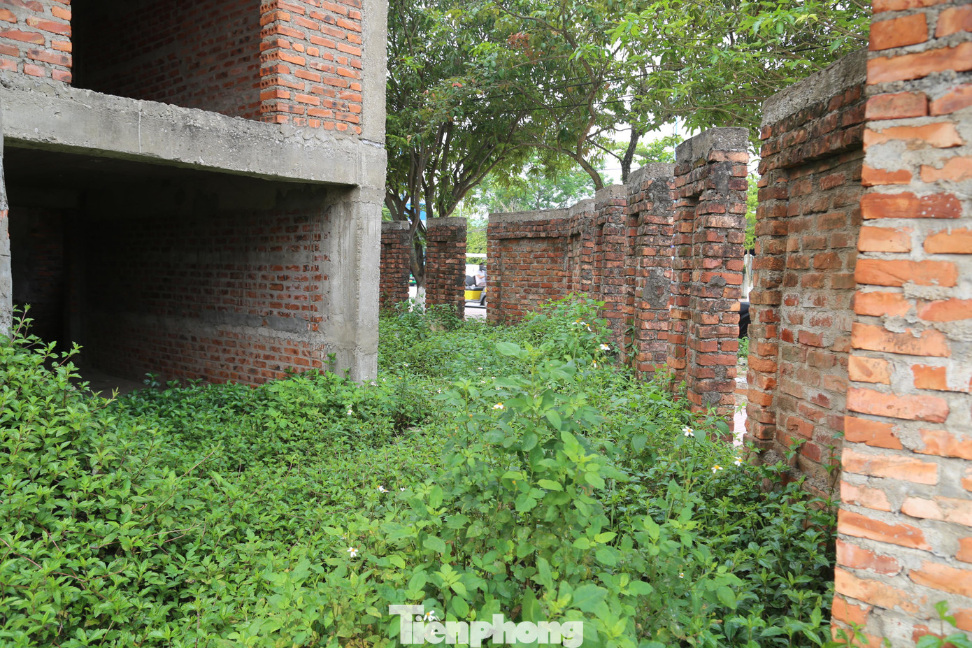 Không được dọn dẹp, lối vào của những căn biệt thự này bị cỏ dại che lấp.