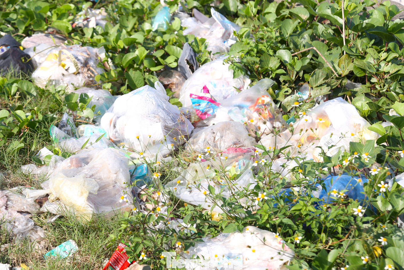 Bèo tây, rác thải dọc bãi biển Hòn Câu.