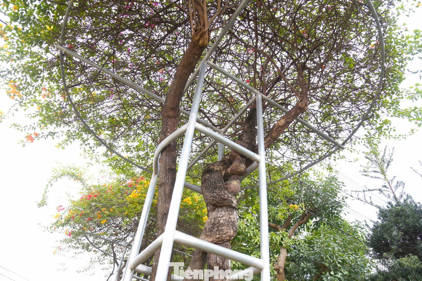 Những cây hoa giấy được trồng cố định trong chậu, có khung bằng sắt chắc chắn. Loại này thường có giá từ vài triệu đến vài chục triệu đồng tùy vào kích thước, tuổi đời của cây.