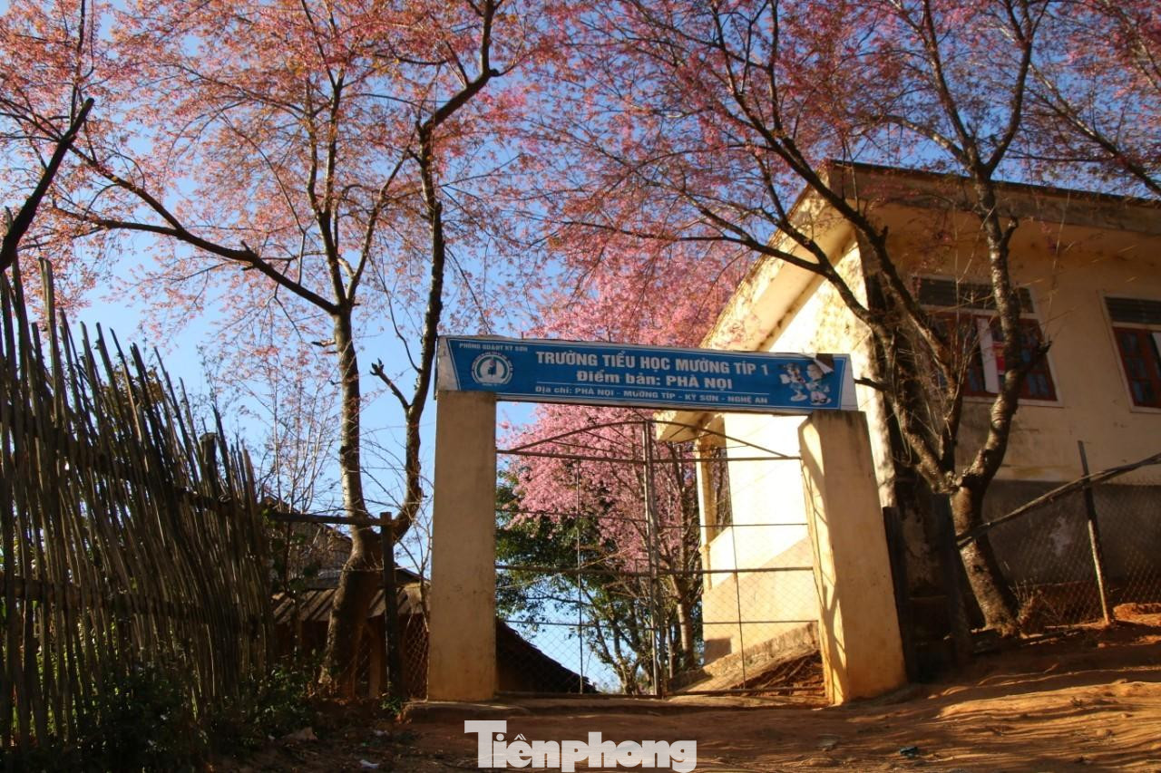 Những ngày này, trường Tiểu học Mường Típ 1 (điểm bản Phà Nọi, xã Mường Típ, huyện Kỳ Sơn, Nghệ An), như chìm trong sắc hồng từ những gốc anh đào cổ thụ. Những hàng anh đào bung nở tạo nên khung cảnh rực rỡ, như một tuyệt phẩm ở miền Tây xứ Nghệ.