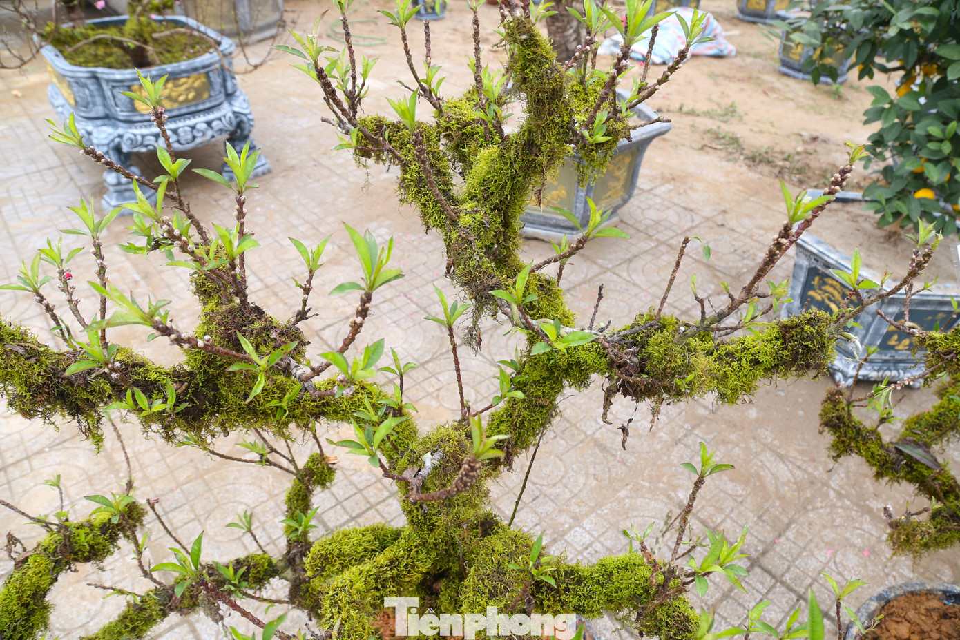 “Giá trị của đào thất thốn không chỉ ở hoa và lộc, mà còn bởi hầu hết đều có dáng thế hoàn toàn tự nhiên, mang vẻ đẹp nguyên bản, đơn sơ”, anh Hoàng Quân, chủ một vườn hoa trên đường 72m, TP Vinh cho hay.