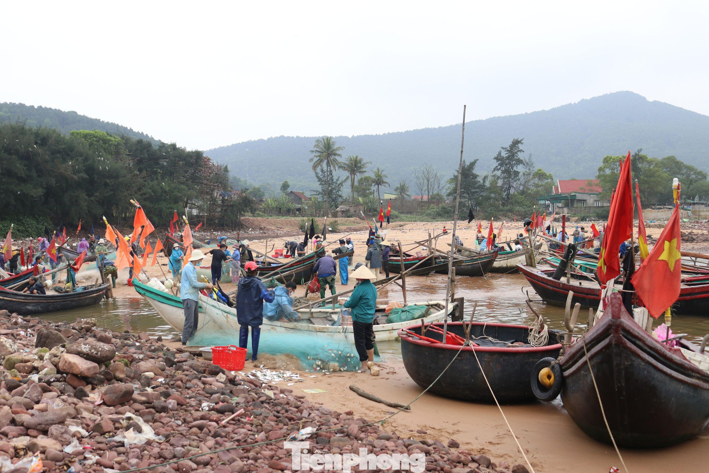 Ghi nhận tại bến cá xóm Tiền Phong (xã Nghi Tiến, huyện Nghi Lộc, Nghệ An), từ sáng sớm, có hàng trăm chiếc thuyền nhỏ, thuyền thúng nối đuôi nhau cập bến, mang theo hàng tạ cá trích đang dính lưới. Dọc bờ biển, rất đông ngư dân hối hả gỡ những tấm lưới nặng trĩu cá trích để tiếp tục ra khơi. Ghi nhận tại bến cá xóm Tiền Phong (xã Nghi Tiến, huyện Nghi Lộc, Nghệ An), từ sáng sớm, có hàng trăm chiếc thuyền nhỏ, thuyền thúng nối đuôi nhau cập bến, mang theo hàng tạ cá trích đang dính lưới. Dọc bờ biển, rất đông ngư dân hối hả gỡ những tấm lưới nặng trĩu cá trích để tiếp tục ra khơi.