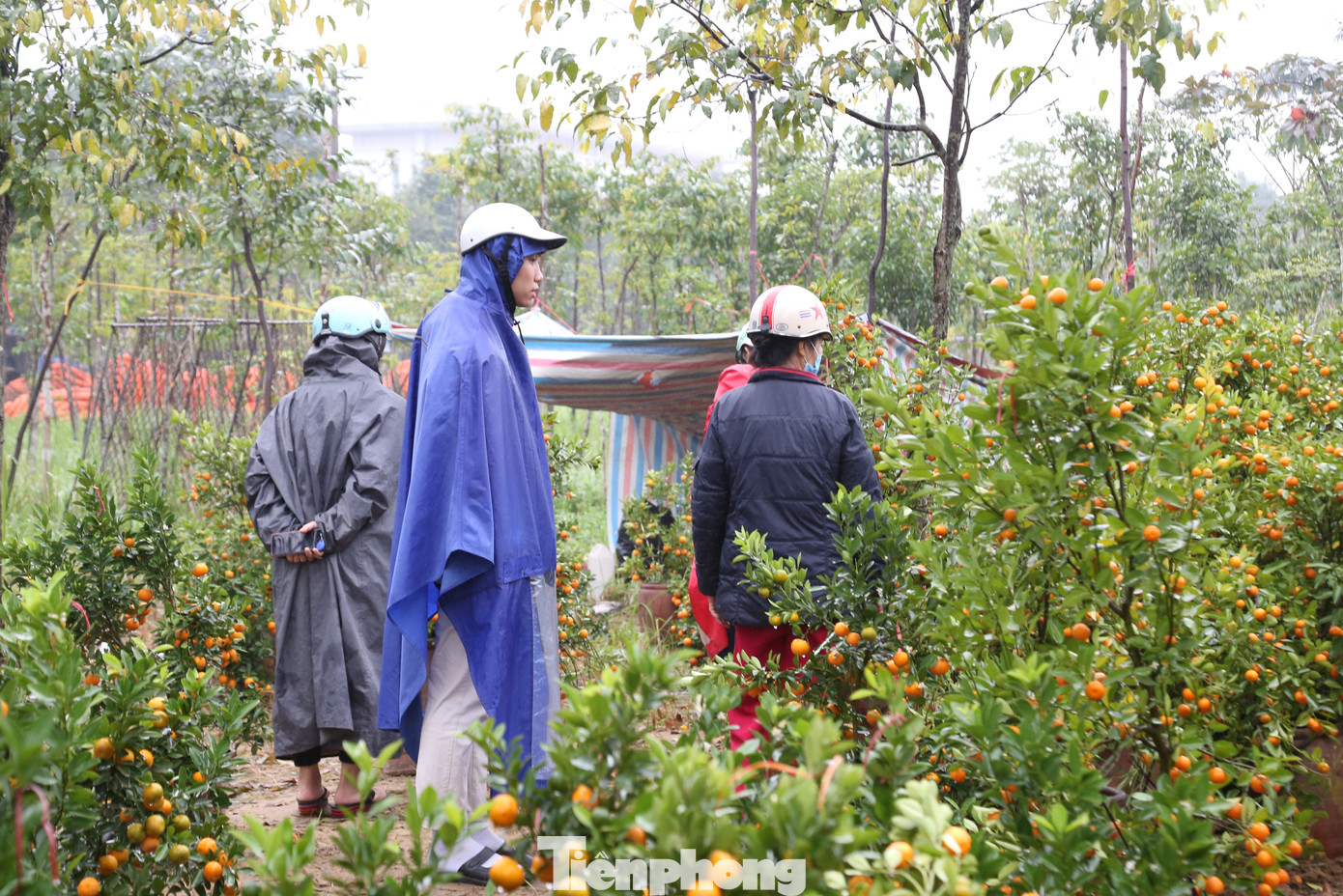 Người dân “đội mưa” chọn mua quất.