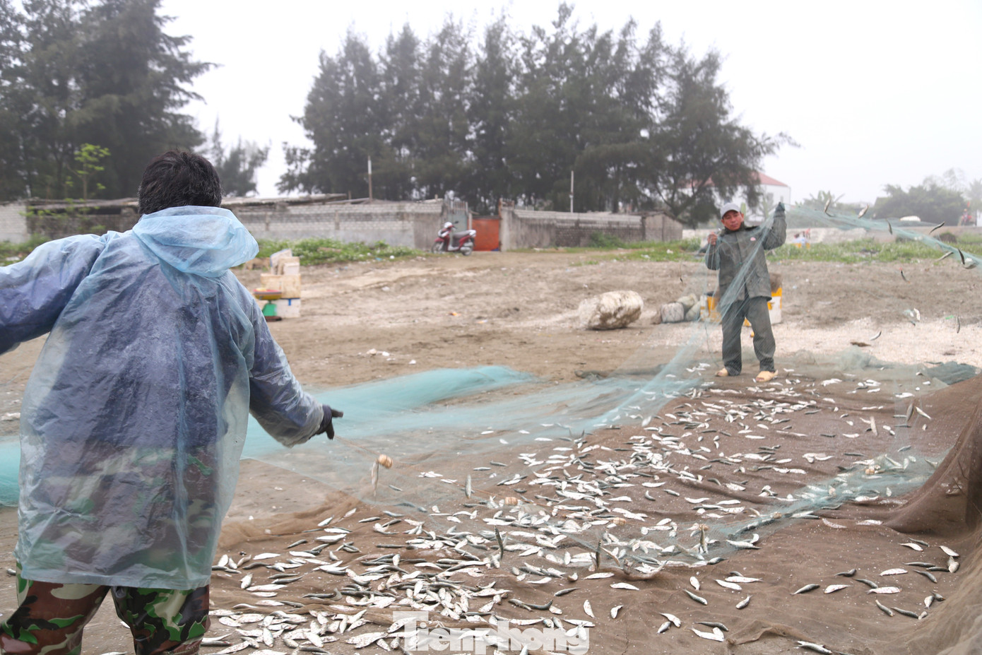 Ngư dân Phan Văn Tuấn (trú ở xã Hùng Hải, huyện Diễn Châu) cho biết, ông thường xuất phát từ lúc 2 giờ sáng đến 8, 9 giờ cập bờ để kịp bán cá tươi. Từ đợt rét đậm ngắn ngày sau Tết Nguyên đán, các chủ bè mảng ra khơi mỗi chuyến khai thác đạt sản lượng khá cao.