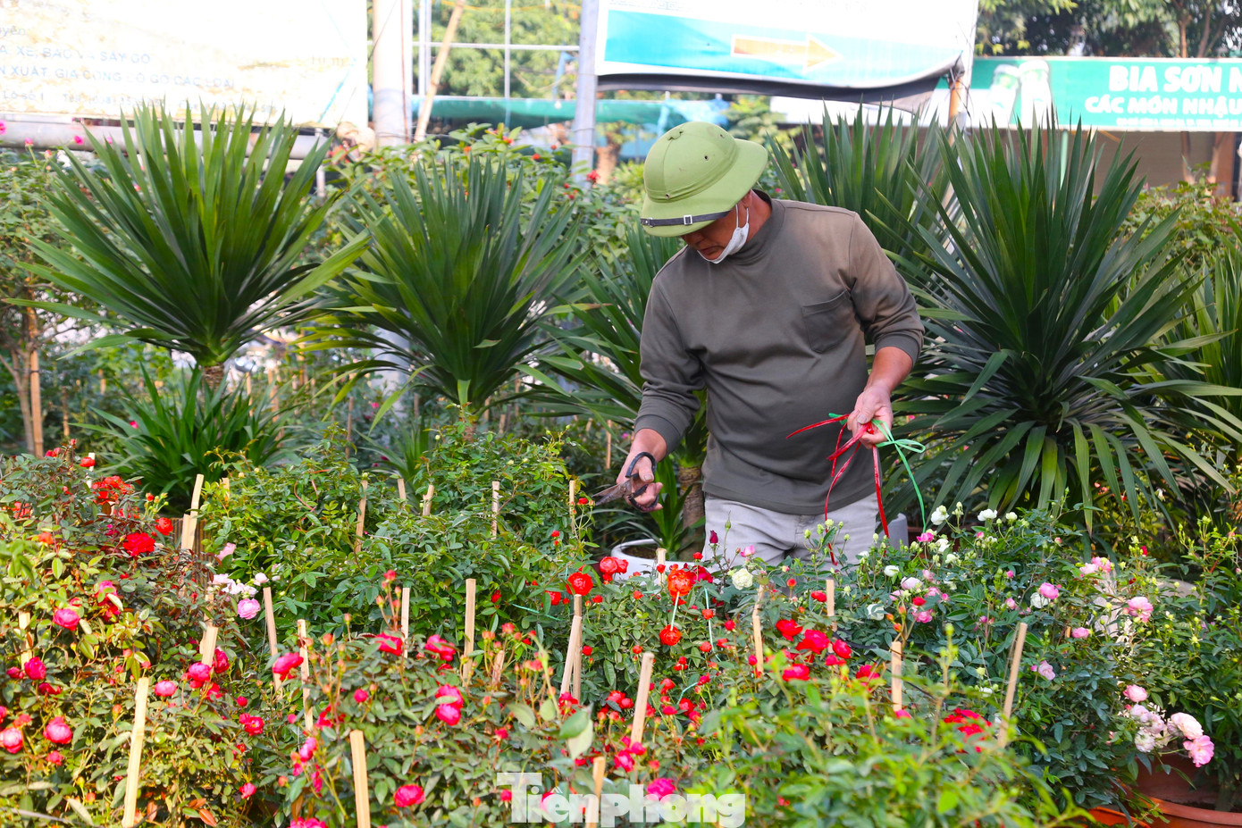 Anh Trần Văn Phú (chủ vườn hoa tại xã Nghi Ân) cho biết, bắt đầu từ tháng 10, anh đã nhập về lượng hàng lớn với đa dạng chủng loại để phục vụ khách hàng dịp Tết. Anh có hai cơ sở bán sỉ và bán lẻ hoa, cây cảnh phục vụ khách nội tỉnh và các tỉnh Thanh Hoá, Quảng Bình.