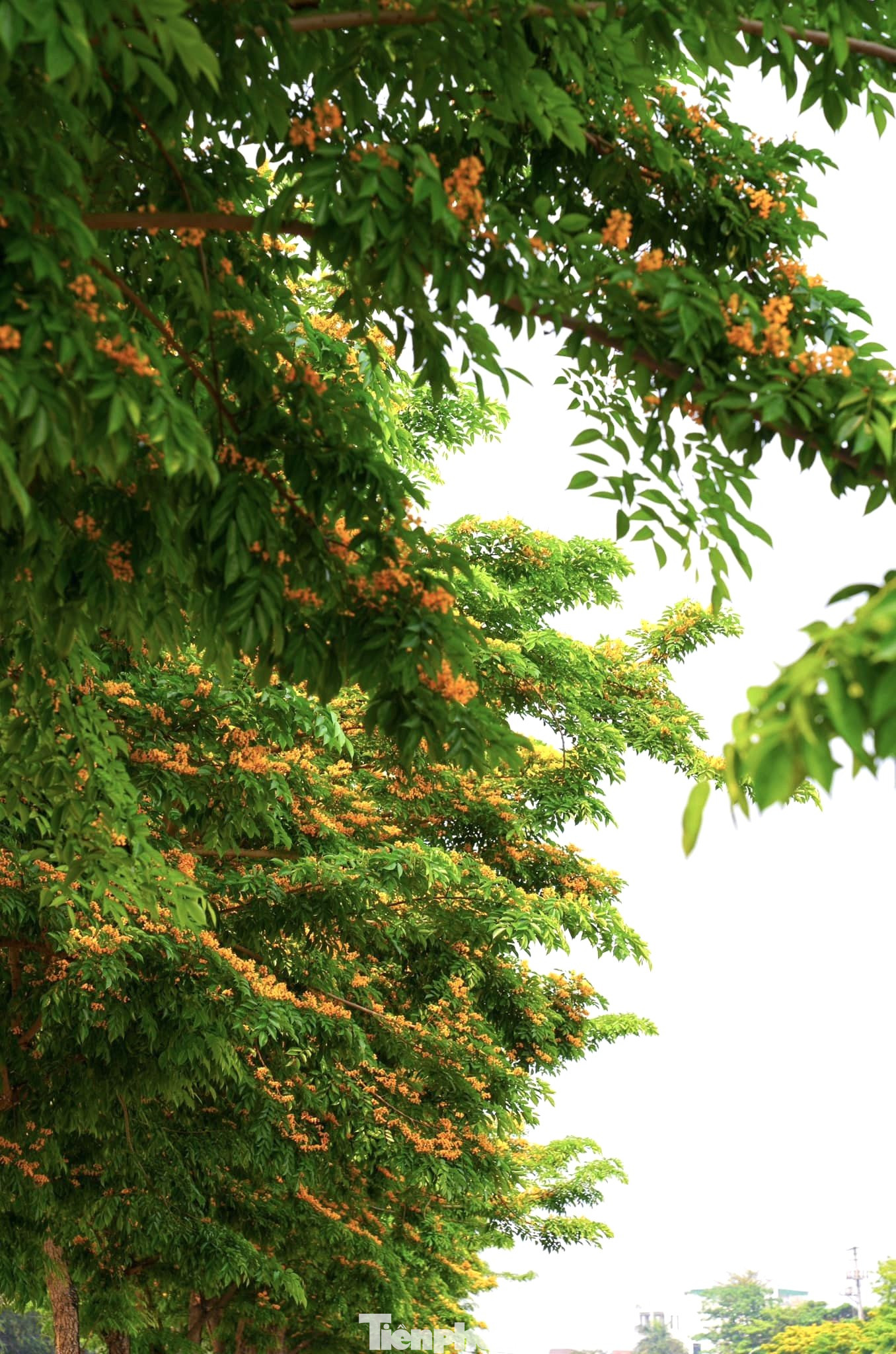 Theo quan niệm, mùa hoa giáng hương nở rực rỡ cũng báo hiệu một năm mùa màng bội thu, mưa thuận gió hòa, người dân đầy đủ ấm no, hạnh phúc.