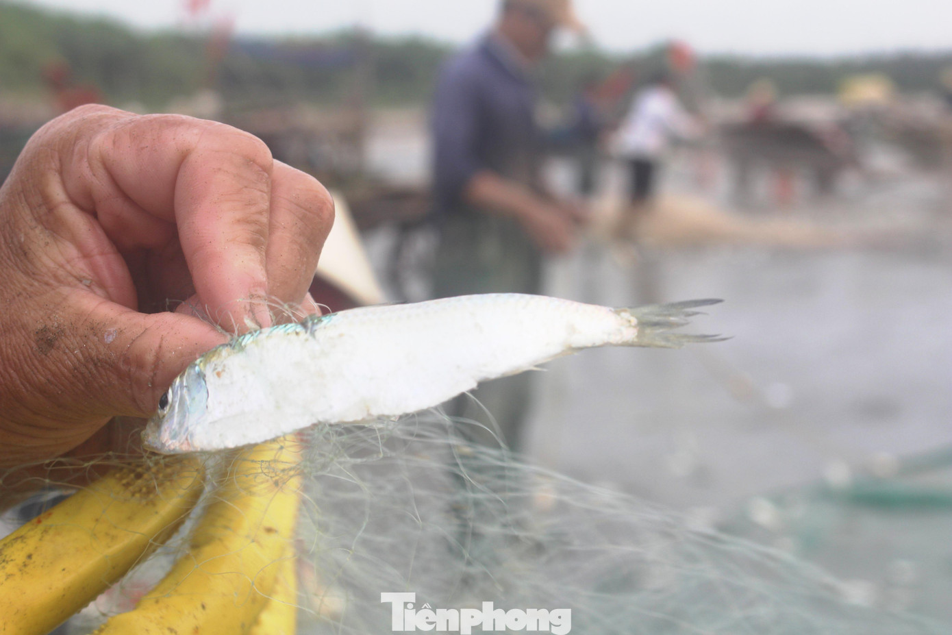 Anh Trương Xuân Long (trú xóm Kim Chi, xã Diễn Kim) cho biết: “Chuyến này tôi đánh bắt được hơn 2 tạ cá trích, giá bán cho thương lái dao động từ 12.000 – 15.000 đồng/kg. Trừ chi phí tôi cũng lãi được gần 2 triệu đồng. Có hôm gặp may được luồng cá thì thu nhập còn cao hơn”.