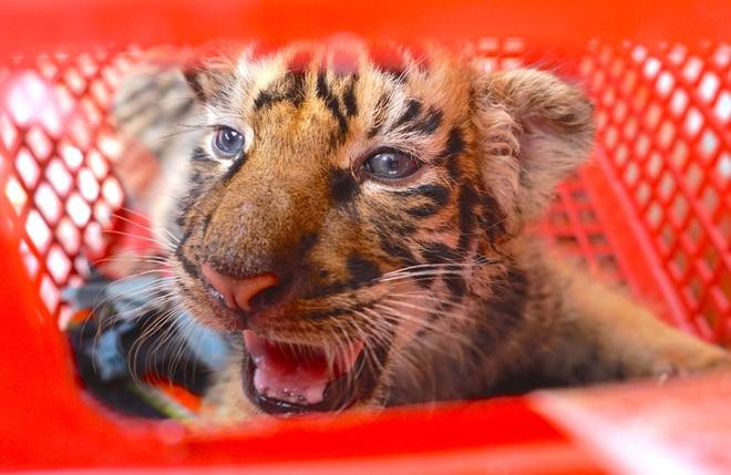 Đây là loài hổ Đông Dương cực kỳ quý hiếm Đây là loài hổ Đông Dương cực kỳ quý hiếm