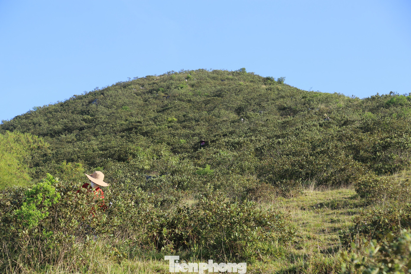 Từ giữa tháng 7 đến nay, tại khu vực Rú Nhón (huyện Hưng Nguyên, Nghệ An) mỗi ngày có rất đông người dân tập trung thành từng nhóm mang rổ, bì tải lên núi hái sim để kiếm thêm thu nhập.