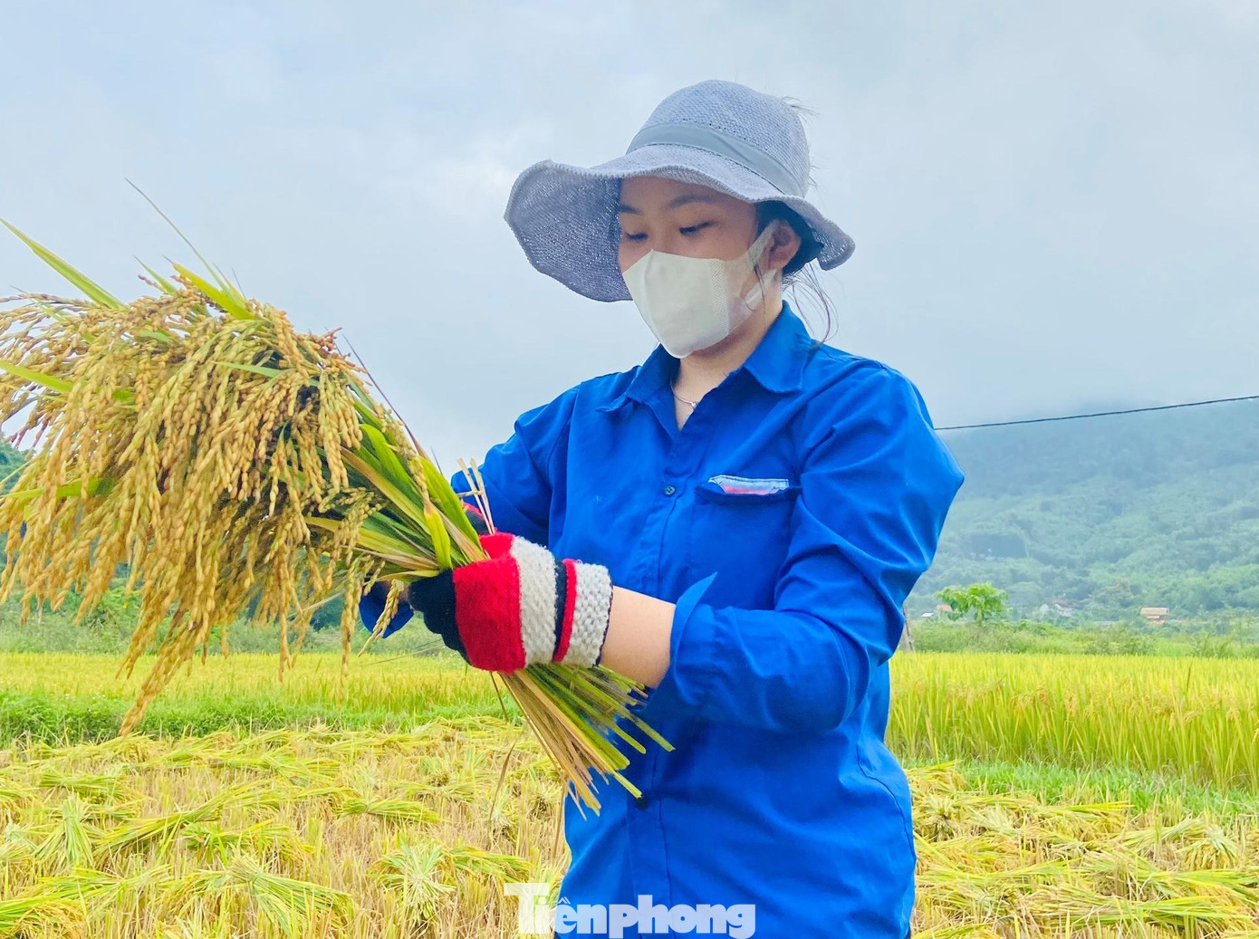 Chị Lữ Thị Băng Châu – Bí thư Huyện đoàn Con Cuông cho biết: “Phát huy tinh thần xung kích của tuổi trẻ, không quản thời tiết nắng nóng, Huyện đoàn đã huy động đoàn viên thanh niên hỗ trợ những gia đình chính sách, hoàn cảnh khó khăn thu hoạch lúa đưa về nhà”.