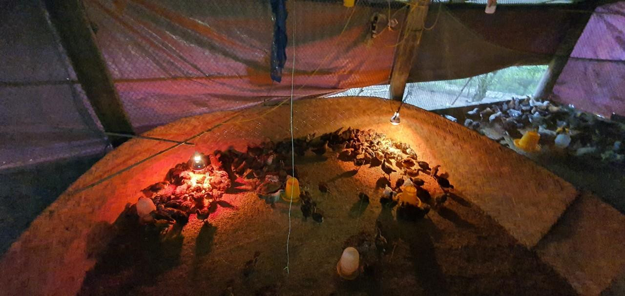 Mỗi năm gia đình ông Pó cung cấp ra thị trường hàng nghìn con gà giống