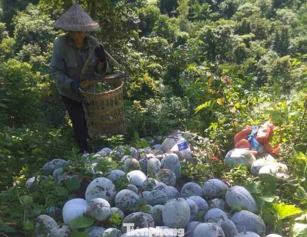 Bà Lô Thị Nga (trú xã Mỹ Lý, huyện Kỳ Sơn) chia sẻ: “Năm nay sản lượng bí cao, mỗi quả nặng 2-6 kg nhưng không có người hỏi mua. Gia đình thu hoạch được hơn 4 tấn bí xanh, từ đầu mùa vụ đến nay mới bán được khoảng trên 1 tấn. Bí không bán được phải chất đống ở sàn nhà, trên rẫy”.