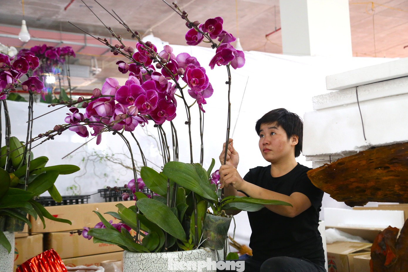 “Mỗi năm chỉ trông chờ vào mùa Tết này nên chúng tôi tranh thủ cày cả ngày cả đêm cho kịp rồi di chuyển nơi khác. Xong ở đây, chúng tôi sẽ ra Hà Nội làm tiếp đến khoảng 25 tháng Chạp là nghỉ. Dù tiền công được tính theo sản phẩm, song không vì thế mà làm ẩu, chạy số lượng”, chị Hiên nói.