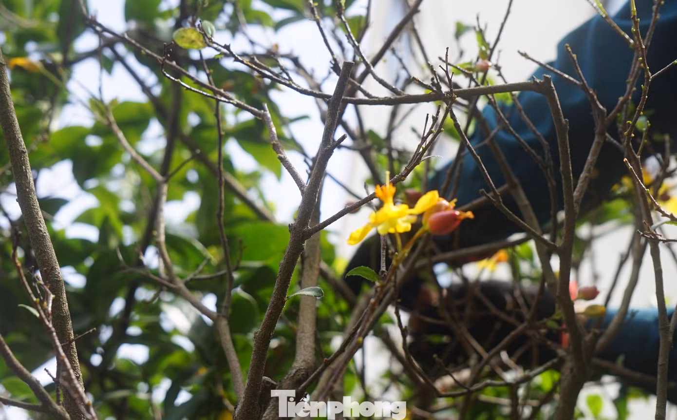 Thời điểm lặt lá mai còn được chọn tùy theo kích thước phát triển của nụ mai. Khi hai miếng vỏ ngoài của nụ bắt đầu rụng, đây sẽ là thời điểm lý tưởng để bạn chọn bắt đầu lặt lá.