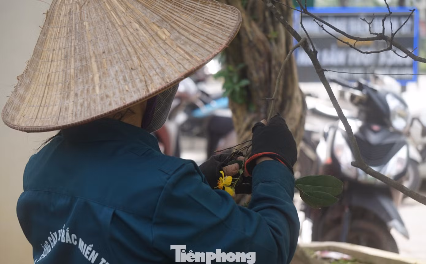 Chị Trần Thị Út chủ một nhà vườn trên đường Lê Nin, thành phố Vinh chia sẻ: “Ở đây cây ít nhất cũng đã 25 năm. Không chỉ chơi vào dịp Tết mà mai tứ quý có thể ra hoa quanh năm, tùy thuộc vào sở thích của từng người chơi”.