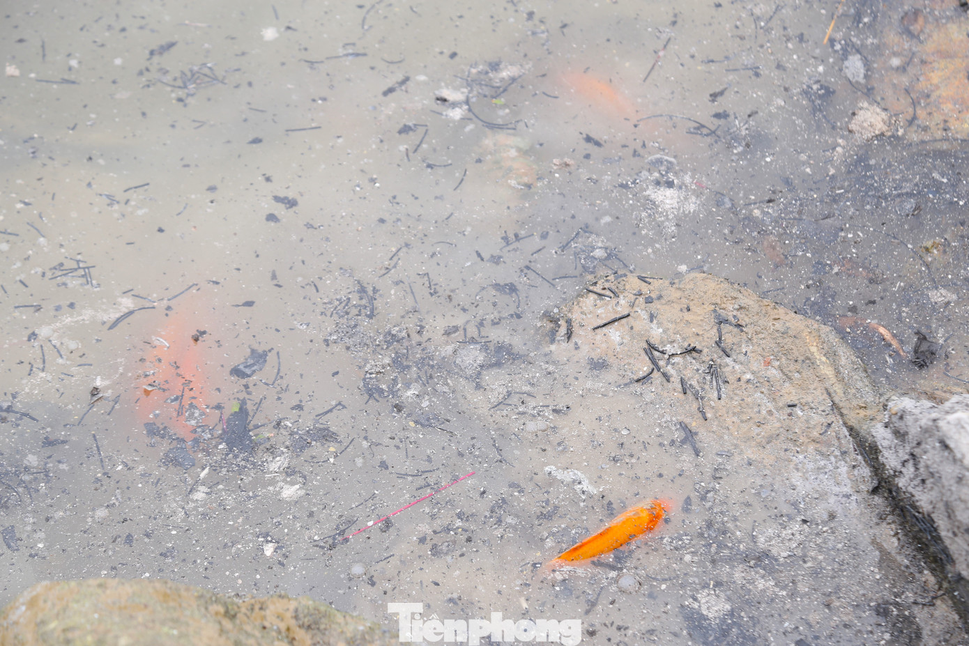 Tro hương được đổ xuống sông khiến dòng nước bị đục ngầu.