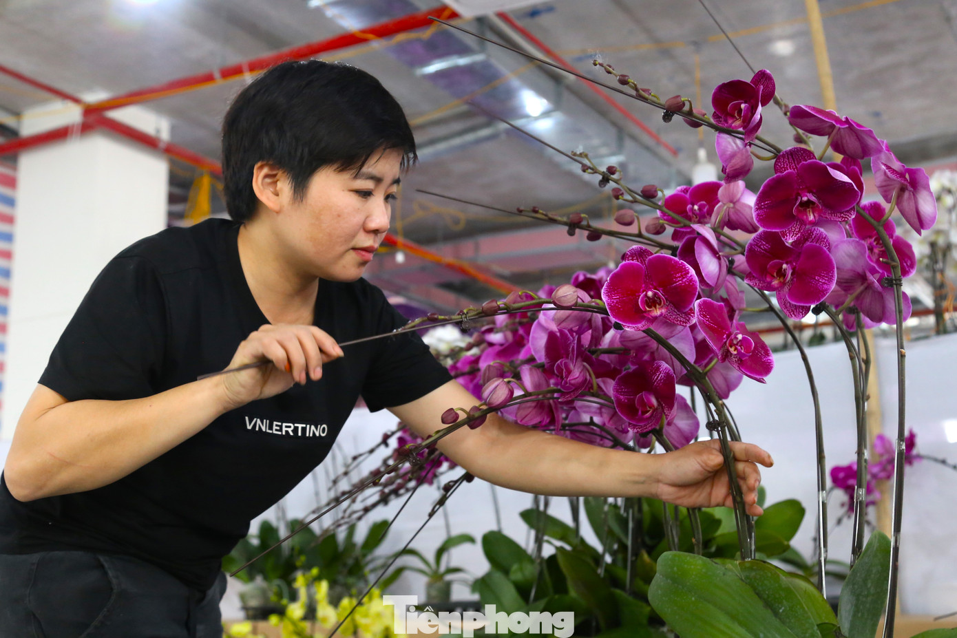 Chị Nguyễn Thị Hiên (37 tuổi, trú tỉnh Nam Định) chia sẻ cắm hoa lan không đơn giản là lần lượt xếp từng bầu lan lên bình mà người thợ phải phác thảo trong đầu bố cục, hình khối bình hoa, để đảm bảo tính thẩm mỹ, nghệ thuật cao, khoe được vẻ đẹp từng bông hoa lan.