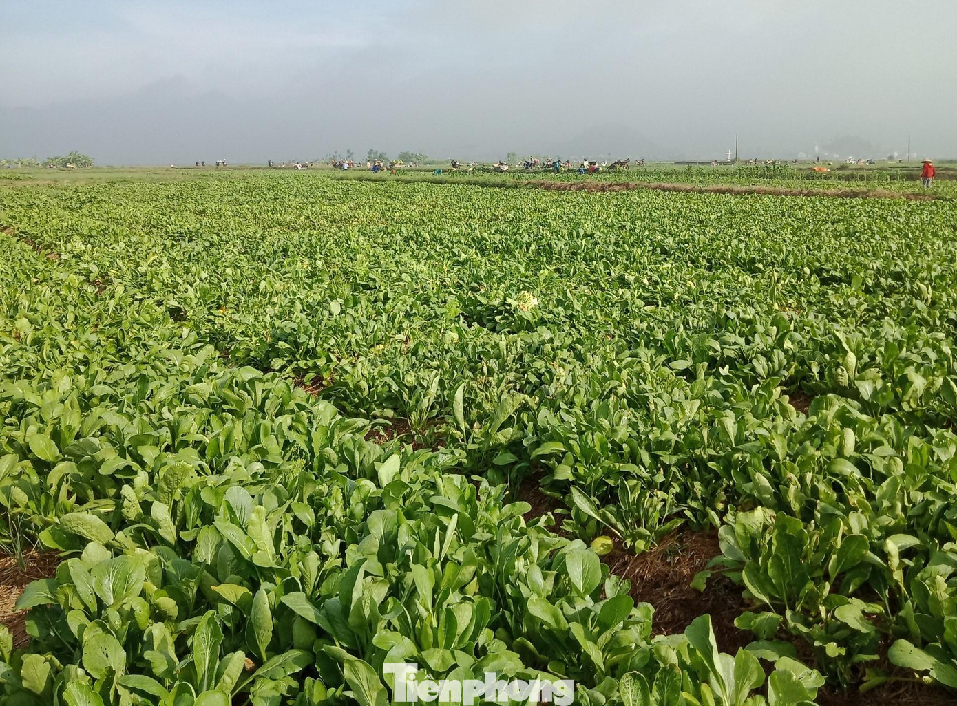 Hàng nghìn tấn rau ở xã Nghi Thuận đã đến kỳ thu hoạch nhưng không có người mua